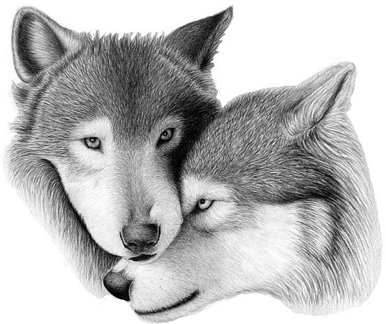 Это любовь... (вариант для черной канвы) - монохром, пара, волки, животные - оригинал