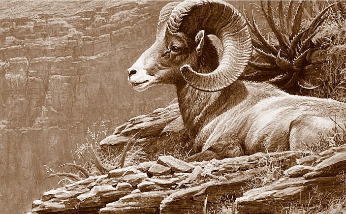 Архар на отдыхе - архар, монохром, животные, сепия - оригинал