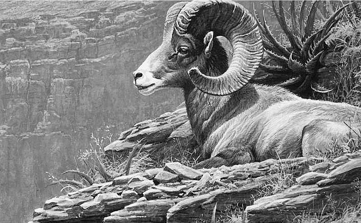 Архар на отдыхе - живопись, монохром, архар, животные - оригинал