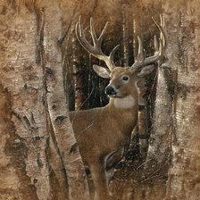 Олень Коллин Богл