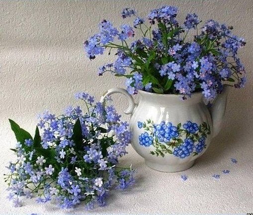 Незабудки - незабудки, цветы - оригинал