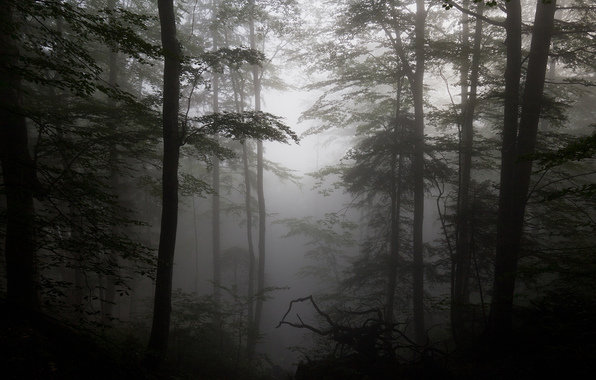 Лес. Туман. - туман, лес, пейзаж - оригинал