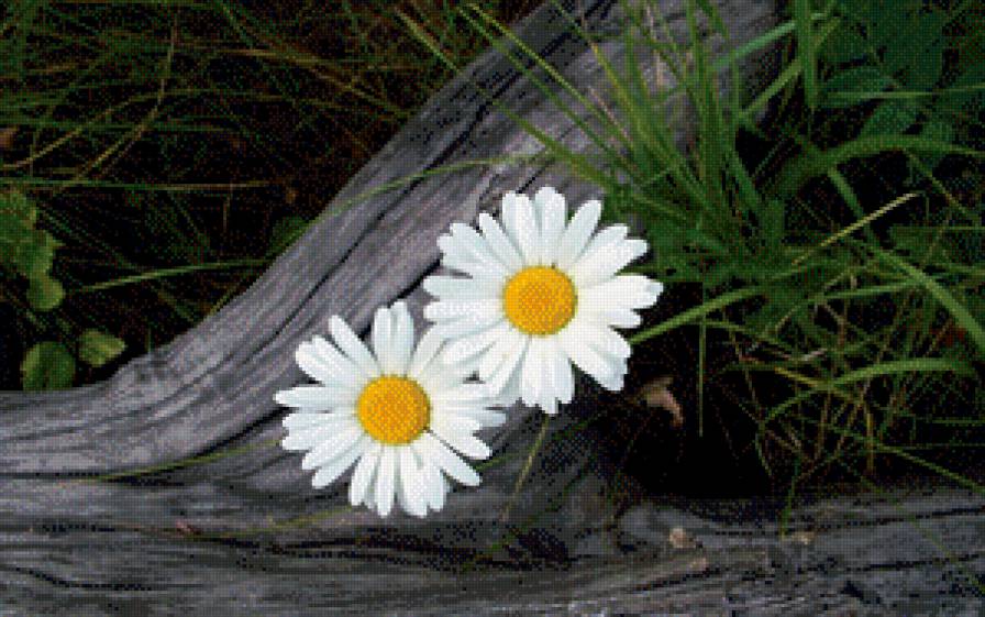 Пара ромашек. - коряга, трава, пара, ромашки - предпросмотр