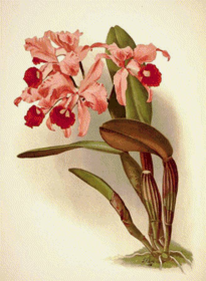 Орхидеи - натюрморт, цветы - предпросмотр