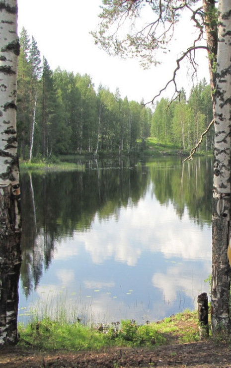 Тишина у реки - вода, природа, березы, небо - оригинал