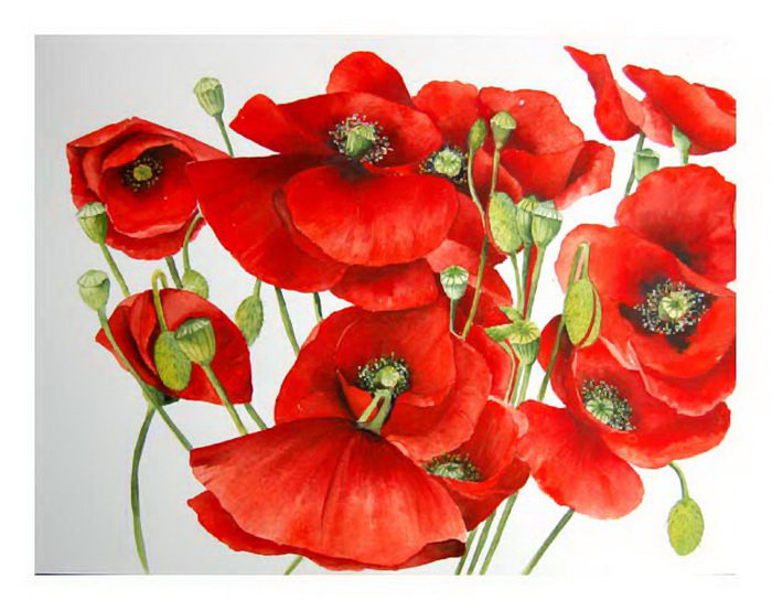 Маки - цветы, букет, маки - оригинал