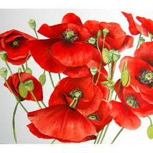 Схема вышивки «Маки»