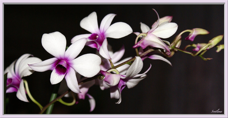 Орхидеи на черном - цветы, натюрморт - оригинал
