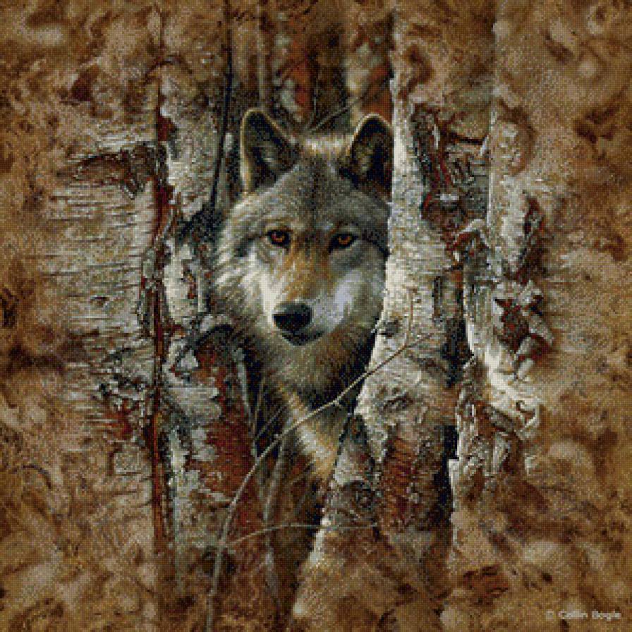 ли богл 51 волк - лес, хищник, природа, волк, ли богл, осень - предпросмотр