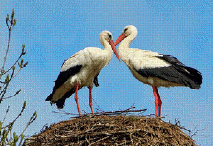 Аисты в гнезде. - гнездо, птицы, аист - предпросмотр