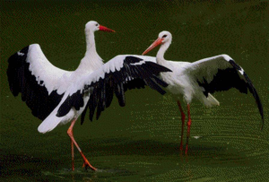 Танец аистов. - танец, вода, птицы, аисты - предпросмотр