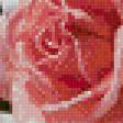 Предпросмотр схемы вышивки «розы» (№531828)
