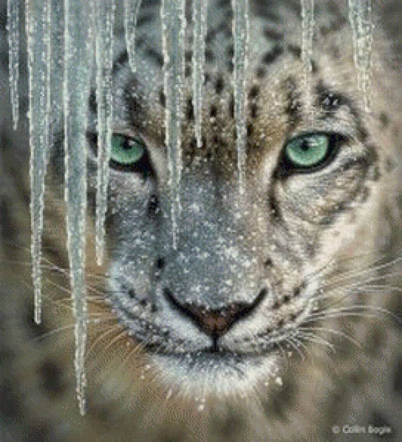 ли богл 70 снежный барс - лев, хищники, ли богл, зима, тигр, пантера, дикие кошки, снежный барс - предпросмотр