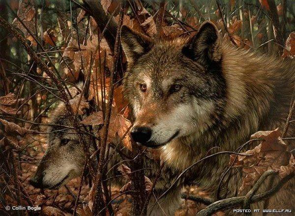 ли богл 71 волки - природа, осень, хищники, дикие животные, ли богл, волки - оригинал