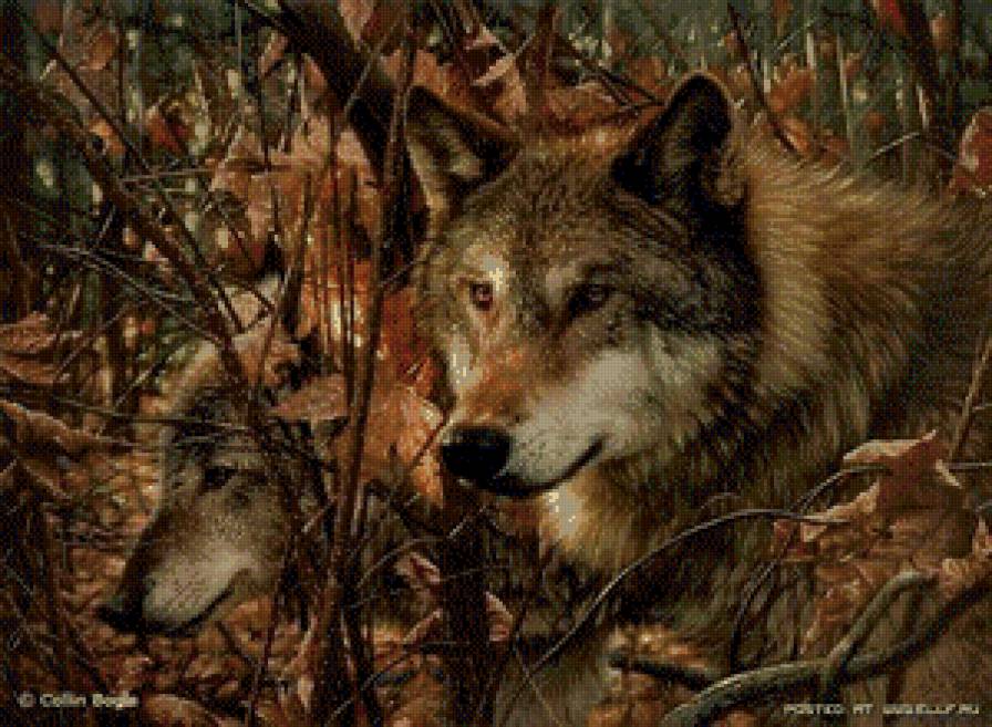 ли богл 71 волки - ли богл, хищники, дикие животные, природа, волки, осень - предпросмотр