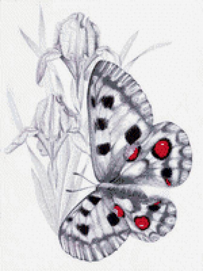 ирисы и бабочка - цветы, бабочка, монохром - предпросмотр