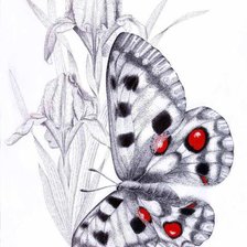 ирисы и бабочка