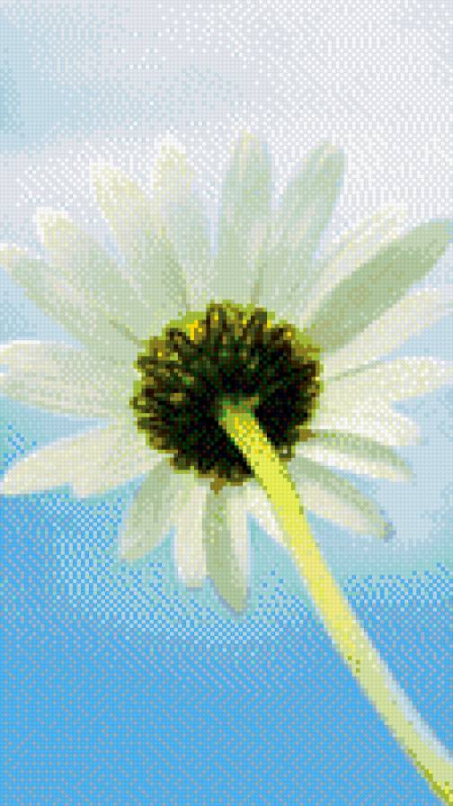 Ромашка - предпросмотр