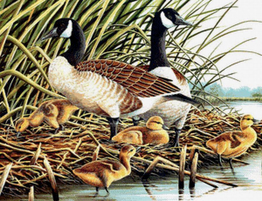 Утиное семейство - утята, птицы, утки, птенцы - предпросмотр