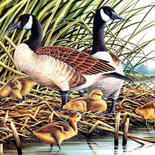 Схема вышивки «Утиное семейство»