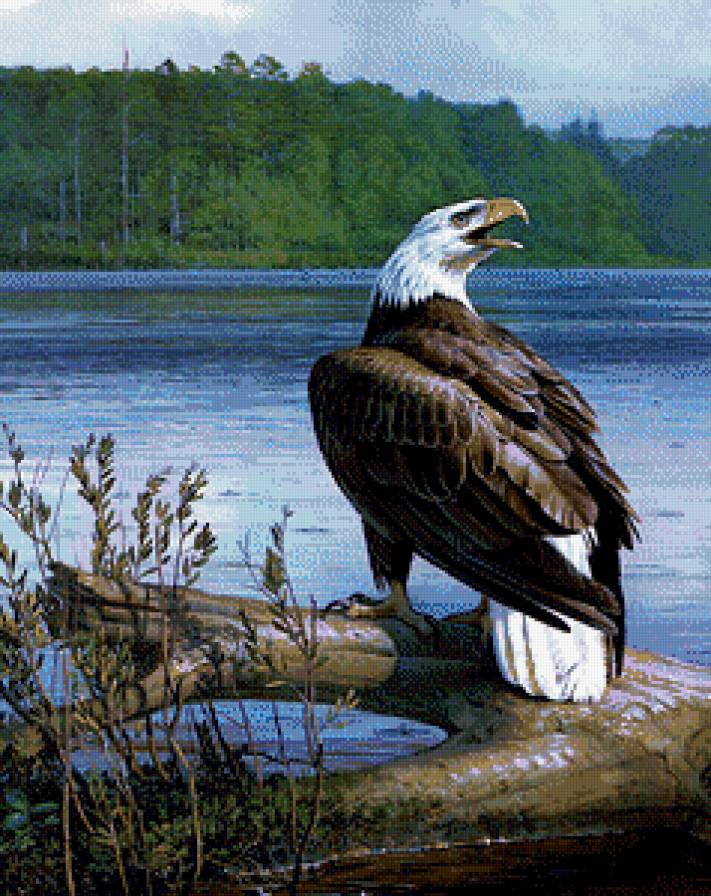 Орел - пейзаж, орел, птицы - предпросмотр