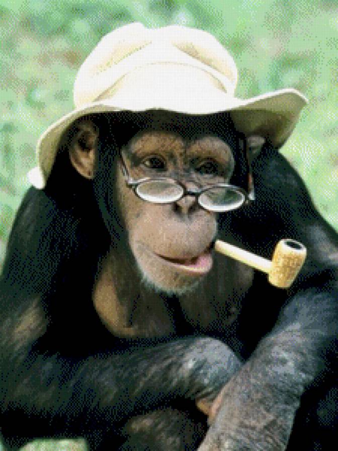 обезьяны - предпросмотр