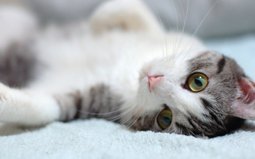 к2 - оригинал