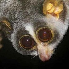 Схема вышивки «лемур»