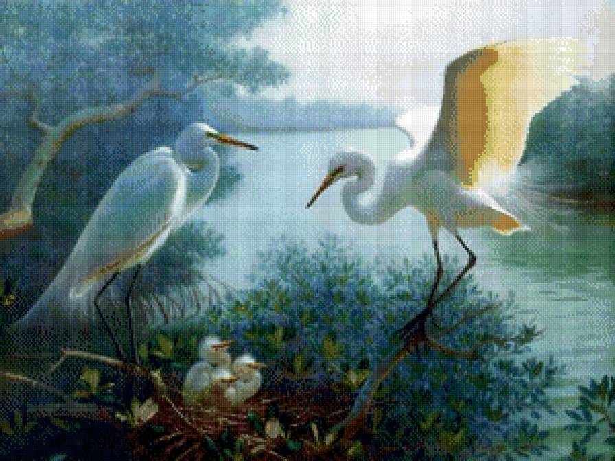 белые цапли - река, птицы, журавли, цапли, лес, пара, природа, берег, гнездо - предпросмотр