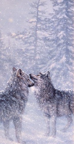 волки снегопад - снег, хищники, зима, волки, природа, вьюга - оригинал
