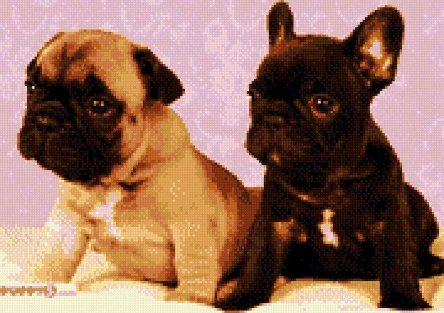 французский бульдог - предпросмотр