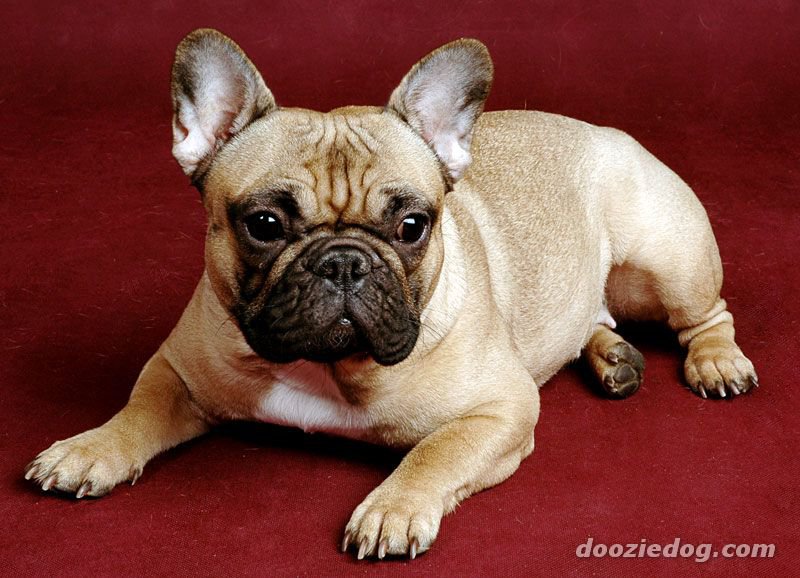 французский бульдог - собаки - оригинал