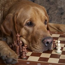 Схема вышивки «собака-шахматист»