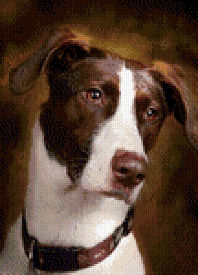 собака - собаки - предпросмотр