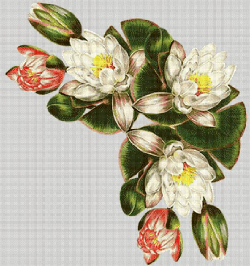 лотос уголок - цветы, лотос, водяная лилия, букет, уголок, лилия - предпросмотр