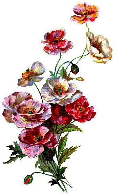 маки - маки, цветы, гирлянда, природа, ветка, венок, букет - оригинал