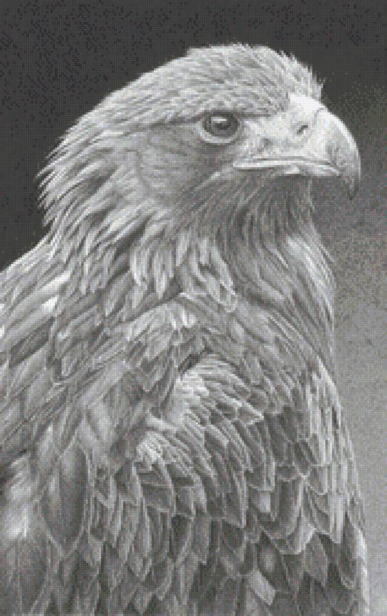 Птенец орлана - орлан, монохром, птицы, птенцы - предпросмотр