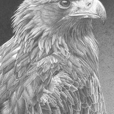 Оригинал схемы вышивки «Птенец орлана» (№532306)
