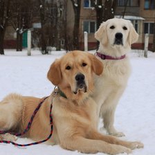 Схема вышивки «Чези»
