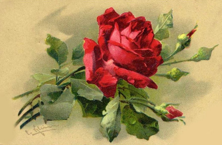 Красавица роза - оригинал