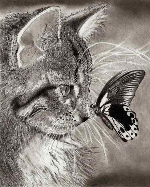 кот и бабочка монохром - кот, чорнобелое, любимцы, бабочка, домашние жывотные, монохром - оригинал