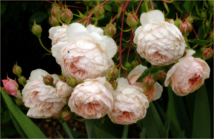 розы - цветы - оригинал