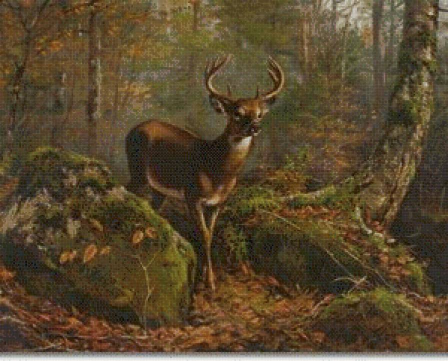 олень у валуна - косули, дикие.животные.лес.природа, олени - предпросмотр