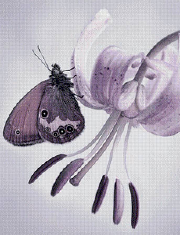 Бабочка - бабочка, нежно, цветы - предпросмотр