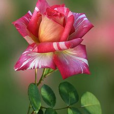 Схема вышивки «роза»