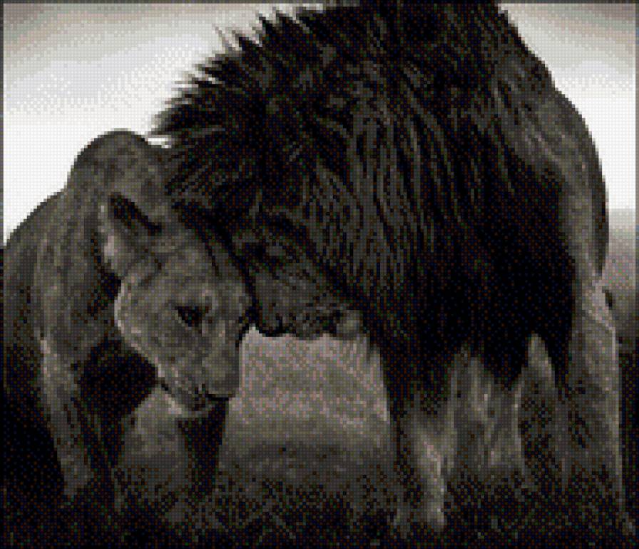 Львиная любовь - львы - предпросмотр