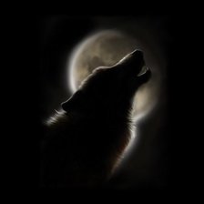волк при луне монохром