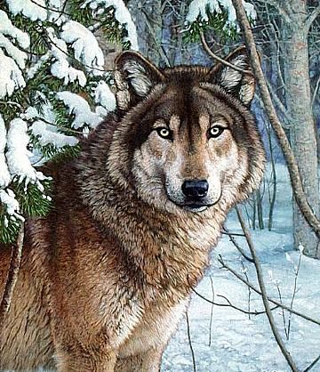 Серия "Хищники" - волки, животные - оригинал