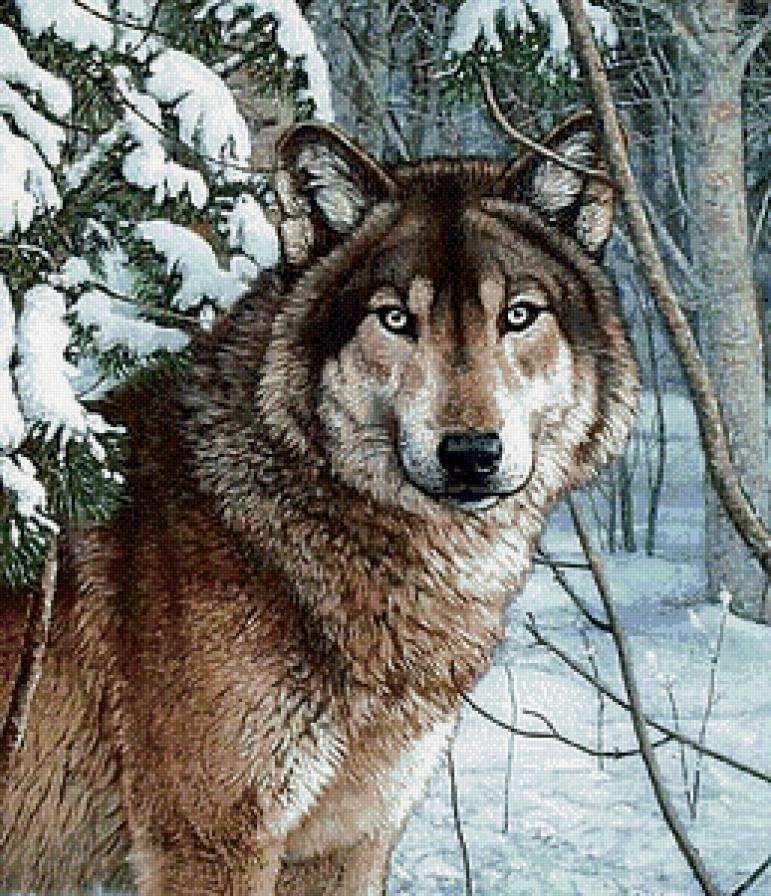 Серия "Хищники" - волки, животные - предпросмотр