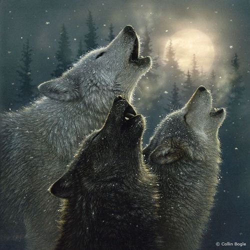 волки песня - дикие животные, снег, зима, волки, лес, хищники, луна - оригинал